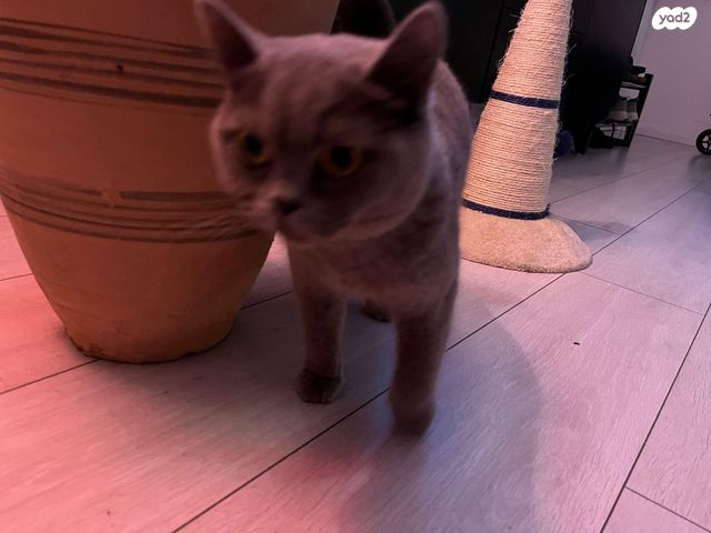 תמונת מודעה - חיות מחמד