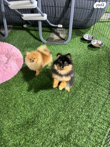 תמונת מודעה - חיות מחמד