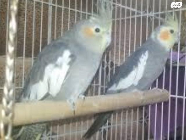 תמונת מודעה - חיות מחמד