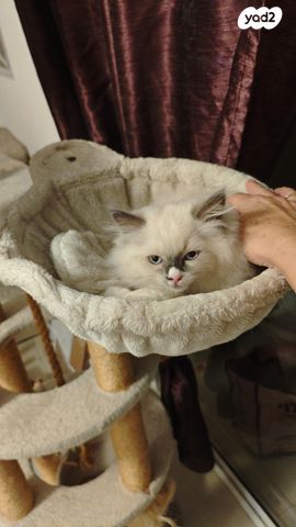 תמונת מודעה - חיות מחמד