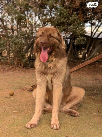 תמונת מודעה - חיות מחמד