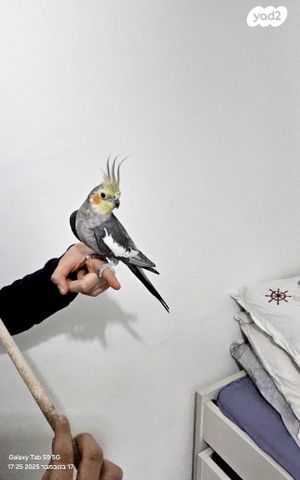 תמונת מודעה - חיות מחמד