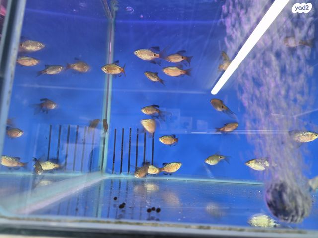 תמונת מודעה - חיות מחמד