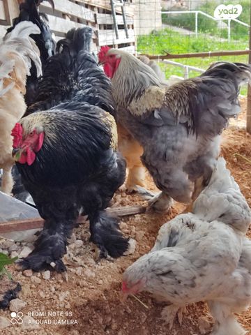 תמונת מודעה - חיות מחמד