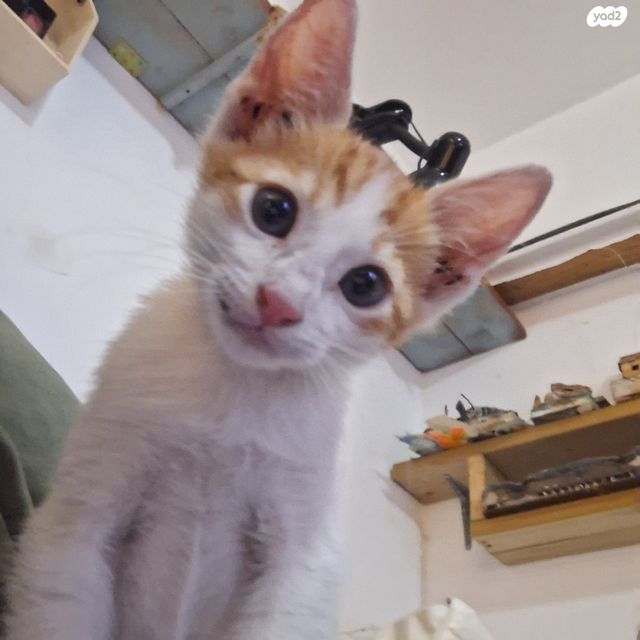 תמונת מודעה - חיות מחמד