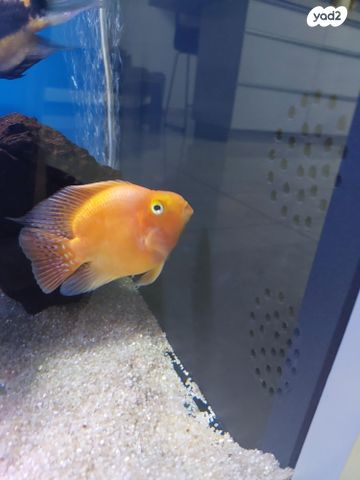 תמונת מודעה - חיות מחמד