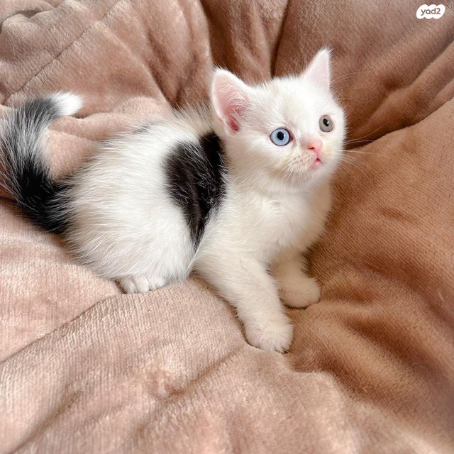 תמונת מודעה - חיות מחמד