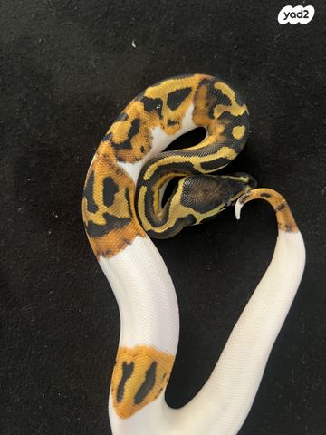 תמונת מודעה - חיות מחמד