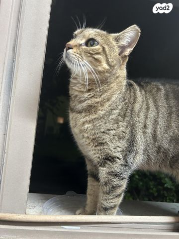 תמונת מודעה - חיות מחמד