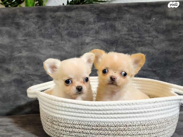 תמונת מודעה - חיות מחמד