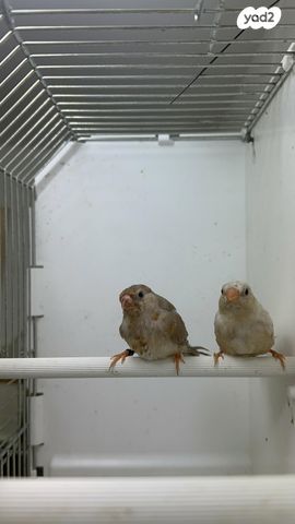 תמונת מודעה - חיות מחמד