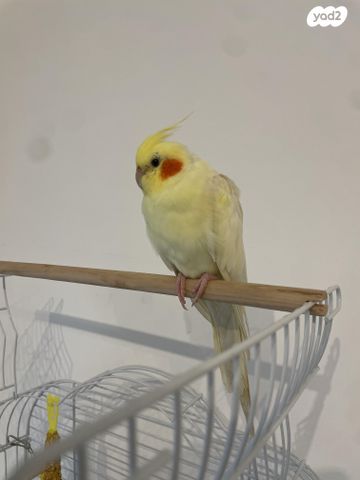 תמונת מודעה - חיות מחמד