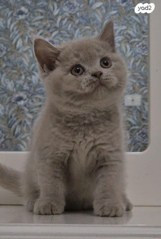 תמונת מודעה - חיות מחמד