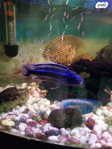 תמונת מודעה - חיות מחמד