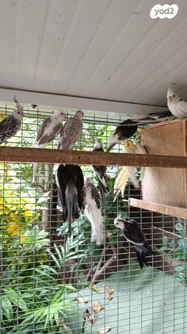 תמונת מודעה - חיות מחמד