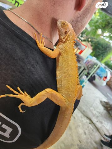 תמונת מודעה - חיות מחמד