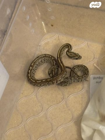 תמונת מודעה - חיות מחמד