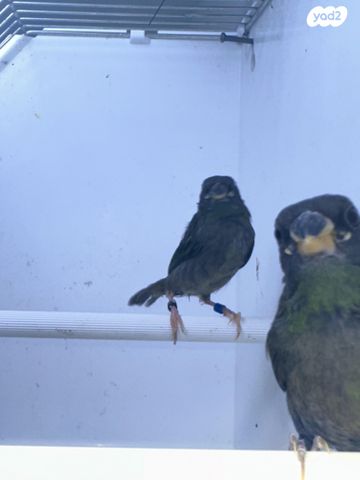 תמונת מודעה - חיות מחמד