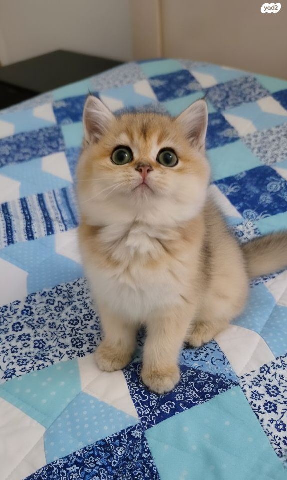 תמונת מודעה - חיות מחמד