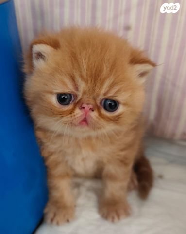 תמונת מודעה - חיות מחמד