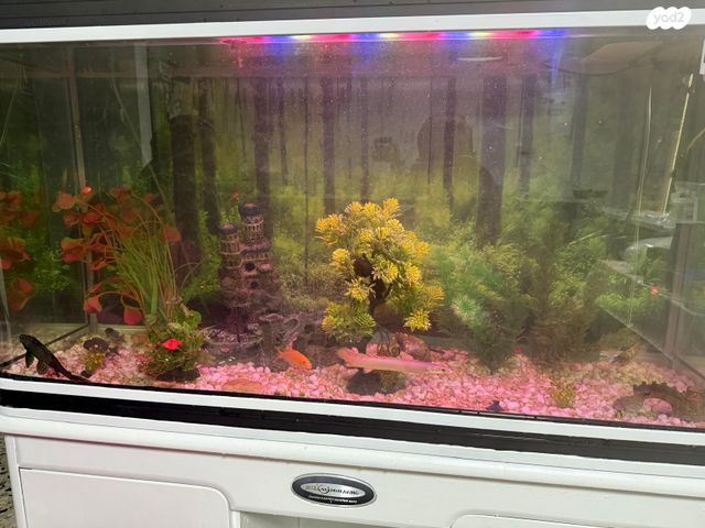 תמונת מודעה - חיות מחמד