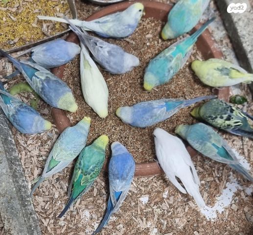 תמונת מודעה - חיות מחמד