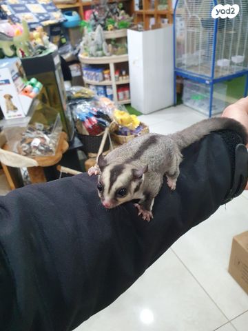 תמונת מודעה - חיות מחמד