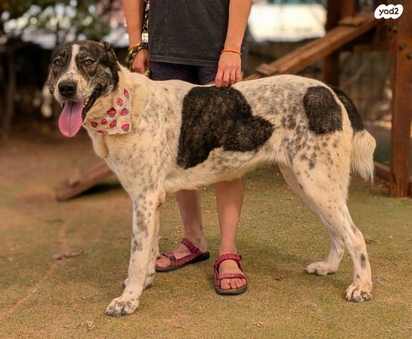 תמונת מודעה - חיות מחמד