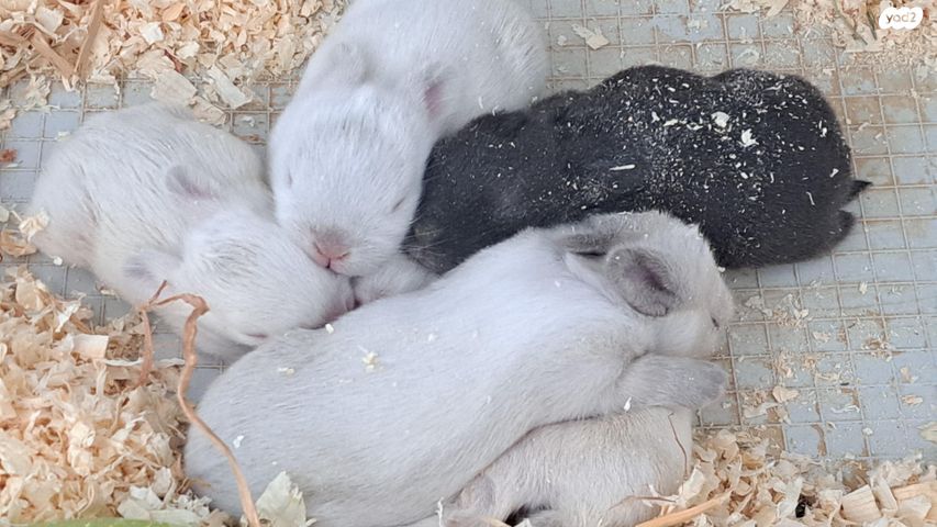 תמונת מודעה - חיות מחמד