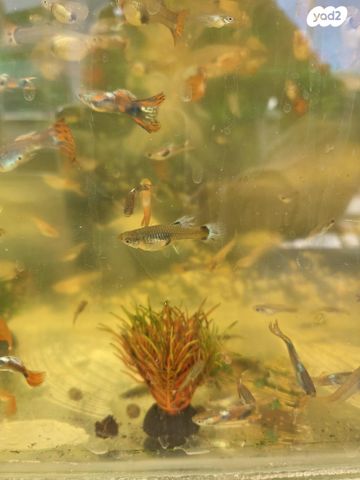 תמונת מודעה - חיות מחמד