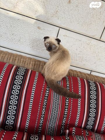 תמונת מודעה - חיות מחמד