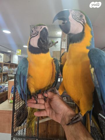 תמונת מודעה - חיות מחמד