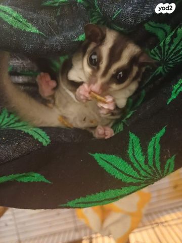 תמונת מודעה - חיות מחמד