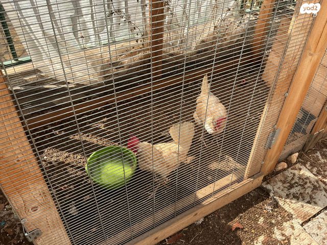 תמונת מודעה - חיות מחמד