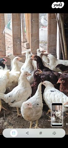 תמונת מודעה - חיות מחמד