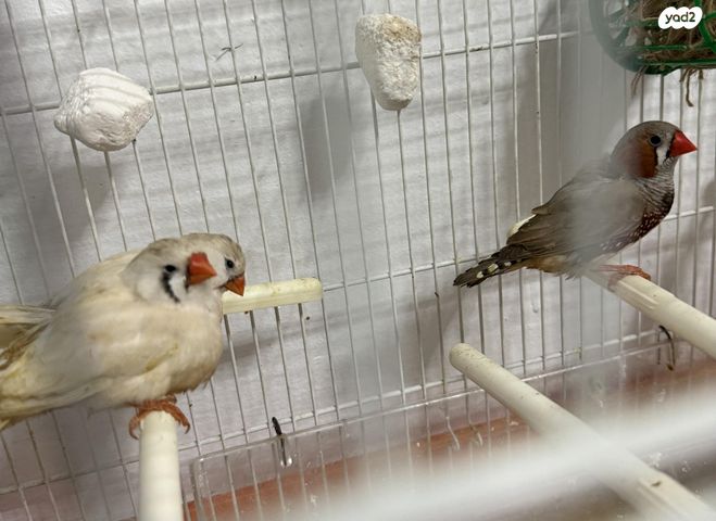 תמונת מודעה - חיות מחמד