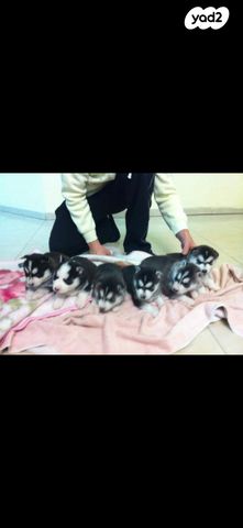 כלב האסקי סיבירי