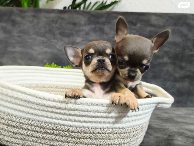 כלב צ'יוואווה