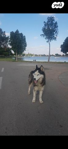 כלב האסקי סיבירי