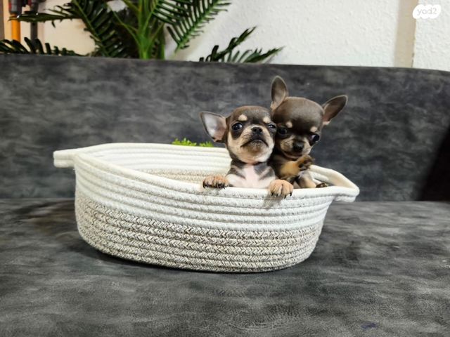 כלב צ'יוואווה