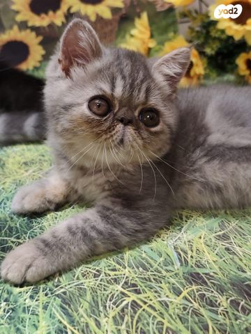 חתול אקזוטי קצר שיער