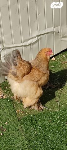 חיית משק ברהמה