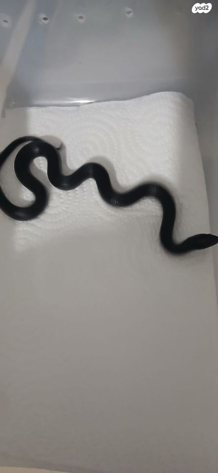 זוחל קינג סנייק