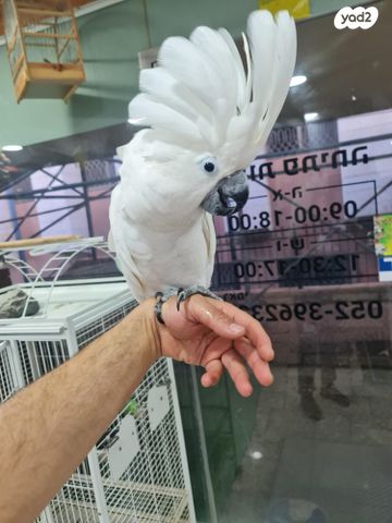 תוכי ג'רדין