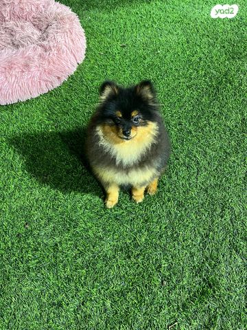 כלב פומרניין/פומרני