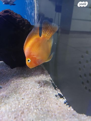 דג ציקלידים