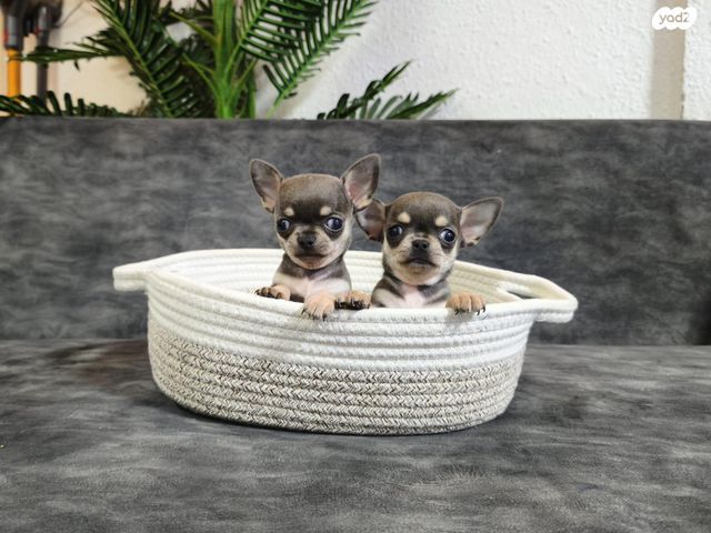 כלב צ'יוואווה