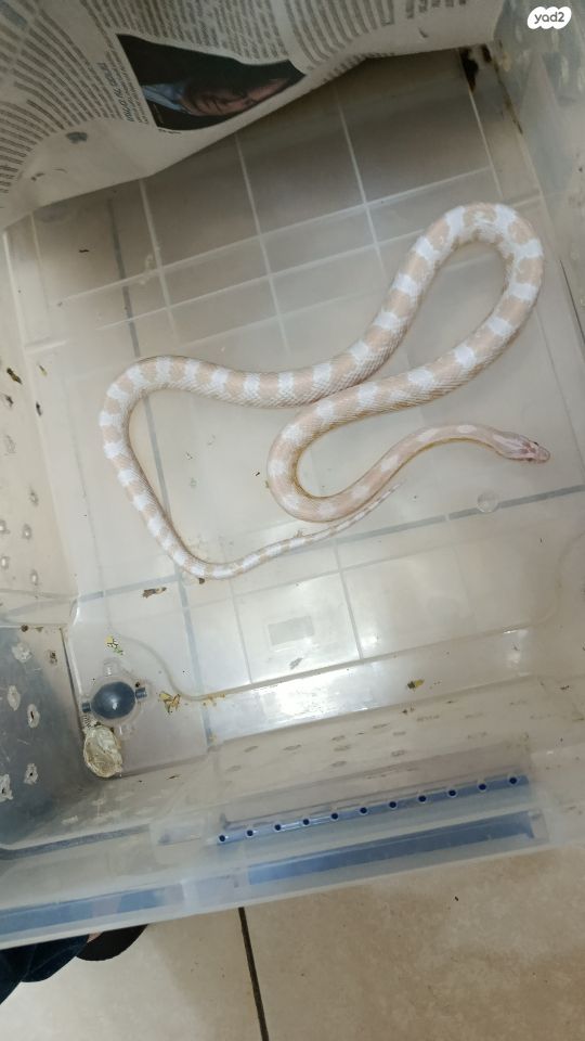 זוחל כרכן תירס