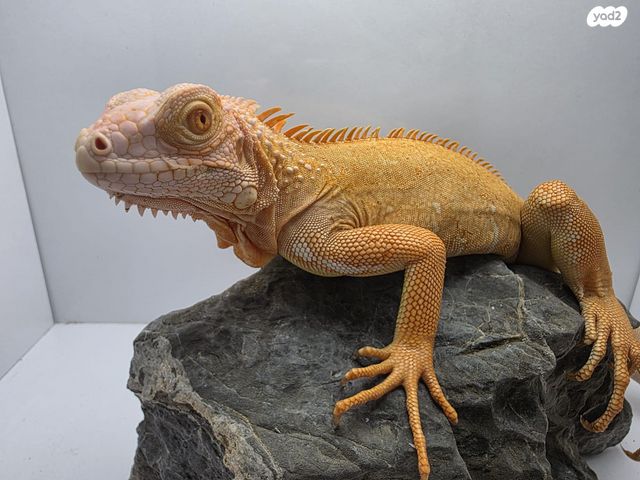 זוחל איגואנה