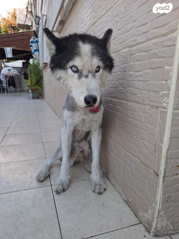 כלב האסקי סיבירי